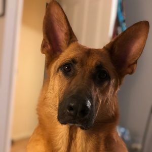 Meet your Posher, Benild